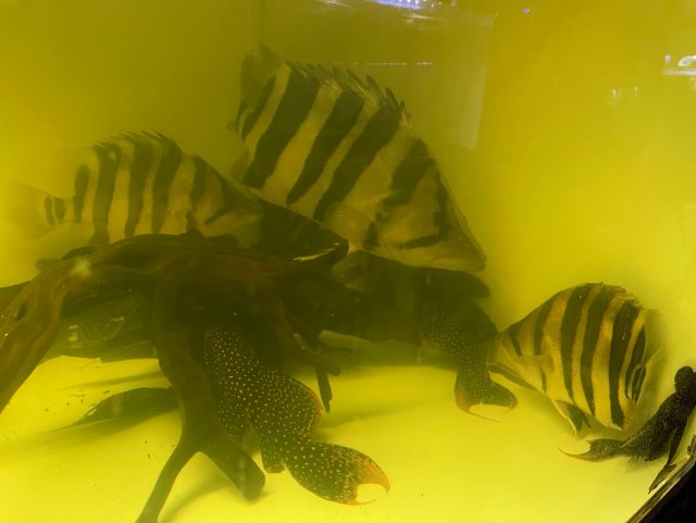 Tong 1.jpg Tong 1.jpg