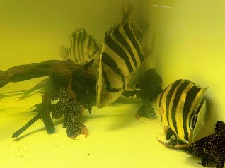 Tong 2.jpg Tong 2.jpg