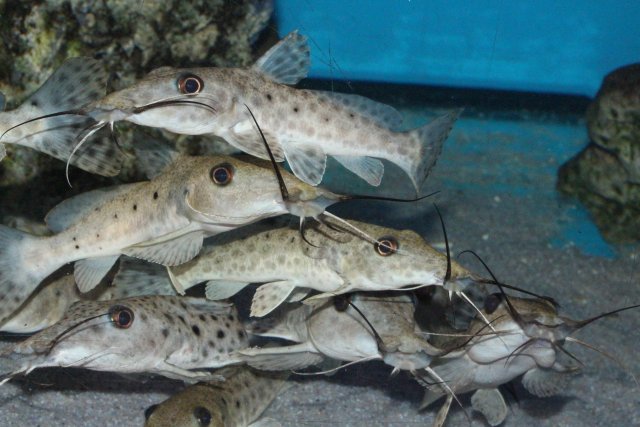 volta 0-1-1 tanganicanus 1.jpg