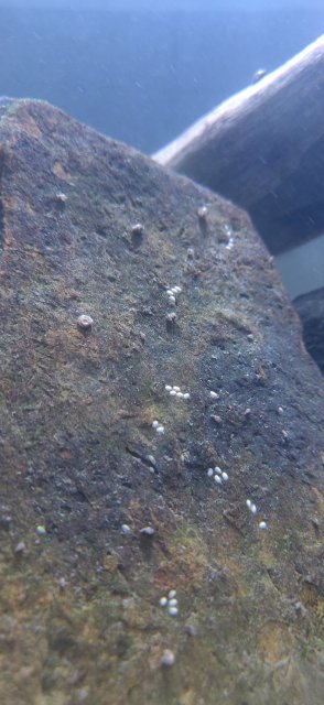 IMG_20220901_155457.jpg IMG_20220901_155457.jpg