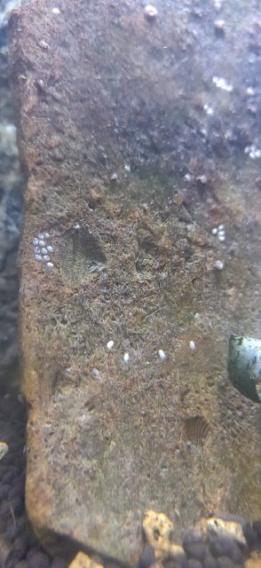 IMG_20220901_155451.jpg IMG_20220901_155451.jpg