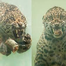 jaguareatssnakeheads.jpeg