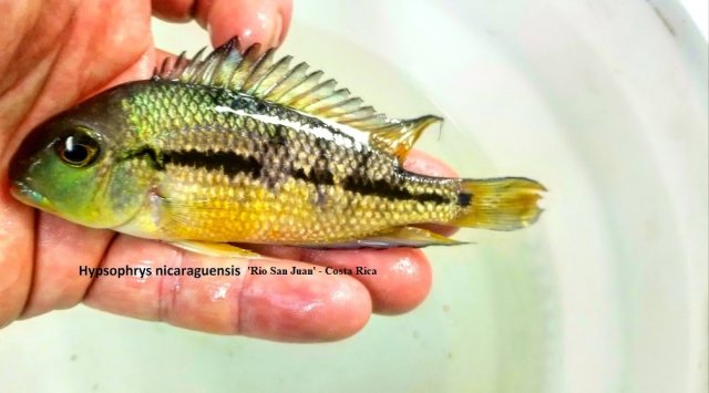 Hypsophrys nicaraguensis 4.jpg Hypsophrys nicaraguensis 4.jpg