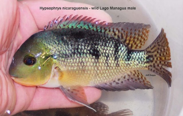 nic.man.jpg nic.man.jpg