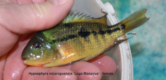 nicarag.fem.jpg nicarag.fem.jpg