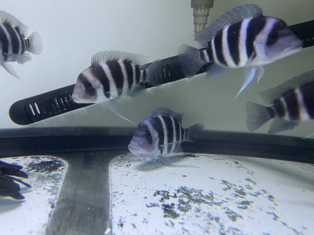 GROUP OF 7 BRUNDI FRONTOSA SAN JOSE 250 visual data 2