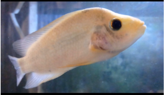 Midas4.PNG