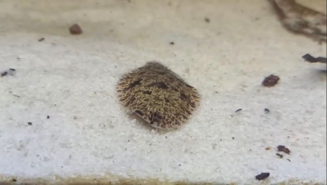 WhatsApp Image 2022-09-21 at 5.22.19 PM.jpeg WhatsApp Image 2022-09-21 at 5.22.19 PM.jpeg