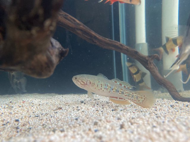 WhatsApp Image 2022-09-21 at 5.21.30 PM.jpeg WhatsApp Image 2022-09-21 at 5.21.30 PM.jpeg