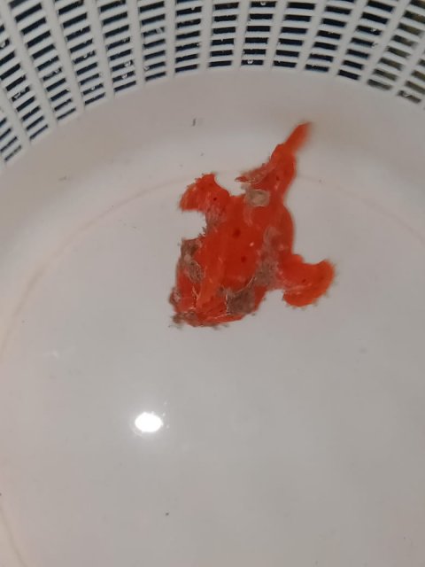 WhatsApp Image 2022-09-18 at 3.54.29 PM.jpeg WhatsApp Image 2022-09-18 at 3.54.29 PM.jpeg