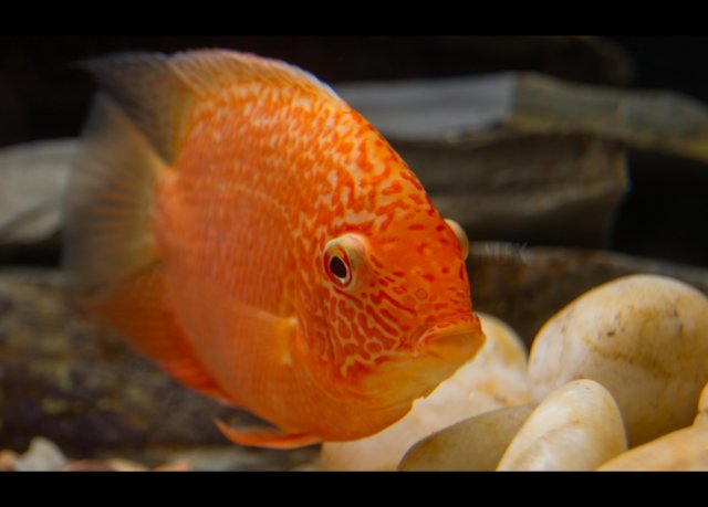 red spotted severum.jpg