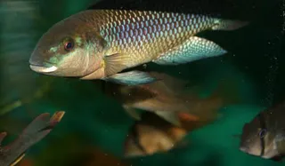 1664222896490.png 1664222896490.png