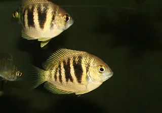 1664223030932.png 1664223030932.png