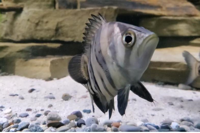 1665070800089.png 1665070800089.png