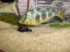african cichlids 056.jpg