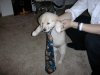 pets012.jpg