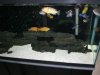 55 Gallon African Cichlids 120.jpg