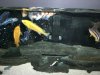 55 Gallon African Cichlids 144.jpg
