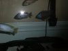 55 Gallon African Cichlids 111.jpg