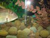DSC00016.JPG