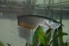 Arowana Baby picture 1.jpg