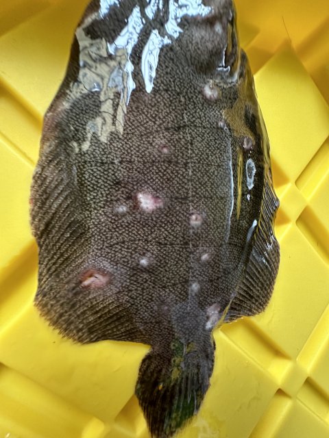 55C9888C-2EB6-40F7-899D-E1A4EB4F5378.jpeg 55C9888C-2EB6-40F7-899D-E1A4EB4F5378.jpeg