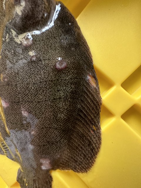 4BE3AC1E-48C4-4E09-9AA9-0DAAD4A7C41D.jpeg 4BE3AC1E-48C4-4E09-9AA9-0DAAD4A7C41D.jpeg