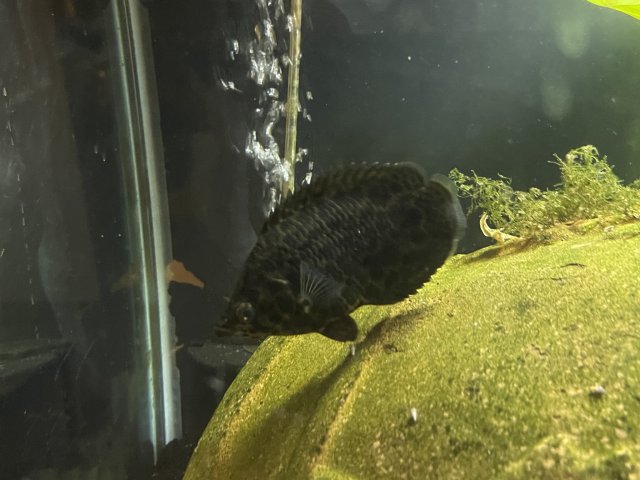 28A4A8F3-2E32-4C8F-A5D6-D9E50AD399AD_1_102_o.jpeg 28A4A8F3-2E32-4C8F-A5D6-D9E50AD399AD_1_102_o.jpeg