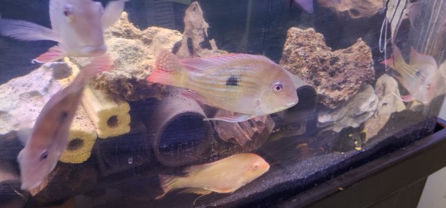 For Sale Geophagus Proximus