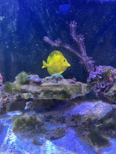 522454BB-EC3A-4BEF-BEA1-A69AC9F211B0.jpeg 522454BB-EC3A-4BEF-BEA1-A69AC9F211B0.jpeg