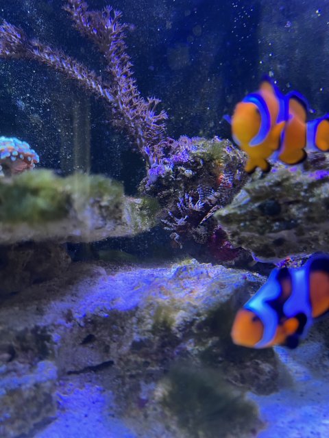 CBFAA035-947F-4FF3-835A-7A7388F10276.jpeg CBFAA035-947F-4FF3-835A-7A7388F10276.jpeg