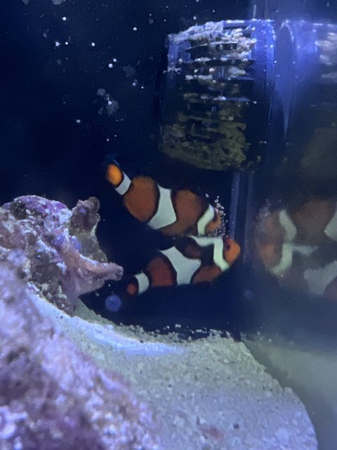 10213FD5-51CF-4E03-BF1A-2B12E2398E8C.jpeg 10213FD5-51CF-4E03-BF1A-2B12E2398E8C.jpeg