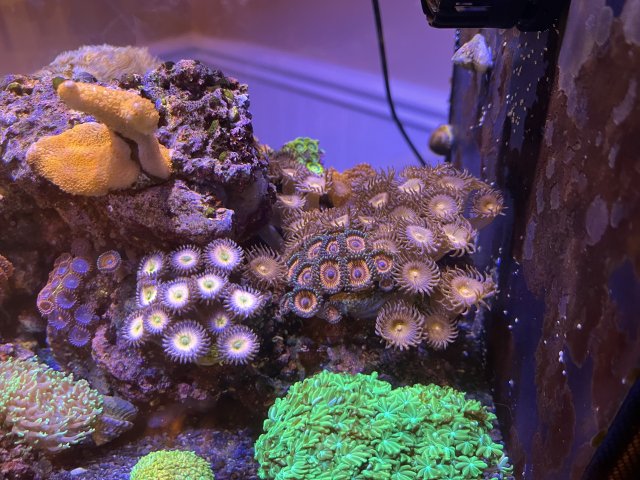 DC9E830B-4748-4A55-B5E7-11F0CC63852B.jpeg DC9E830B-4748-4A55-B5E7-11F0CC63852B.jpeg