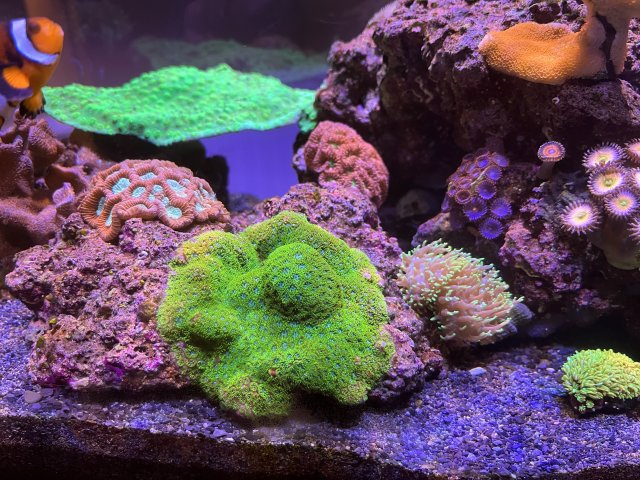 AD2DCA10-DF7C-4102-8797-D86E711B61FD.jpeg AD2DCA10-DF7C-4102-8797-D86E711B61FD.jpeg