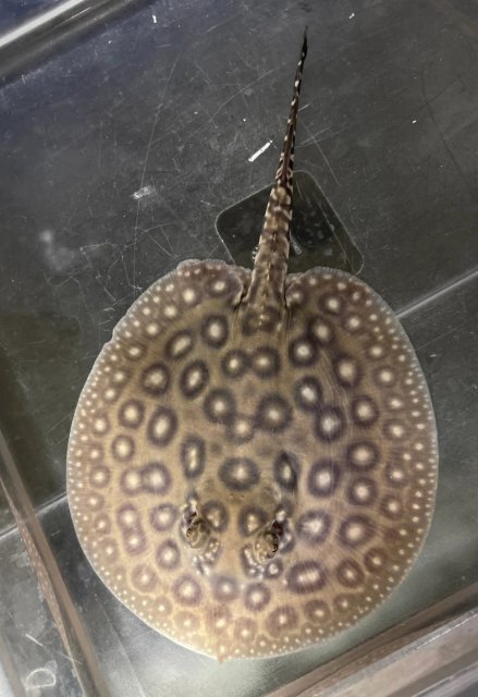 Screenshot_20220924-202133_Samsung Internet.jpg