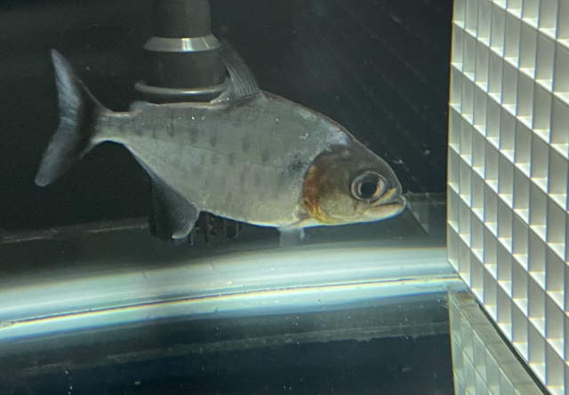 Screen Shot 2022-11-16 at 4.14.24 PM.png