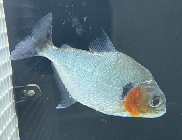 Screen Shot 2022-11-16 at 4.14.01 PM.png