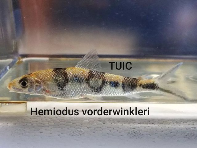 Hemiodus vorderwinkleri.jpg
