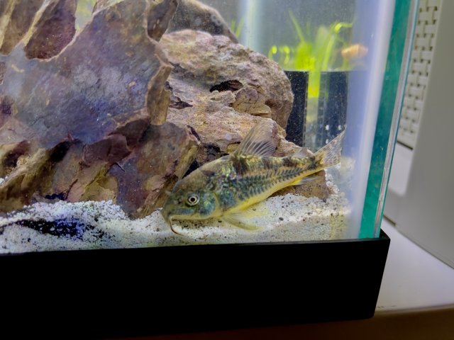 D0910217-4C2A-4719-A570-5A1F2750D22B.jpeg D0910217-4C2A-4719-A570-5A1F2750D22B.jpeg