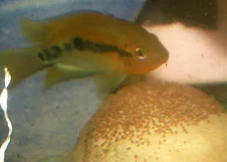 1669556496727.png 1669556496727.png