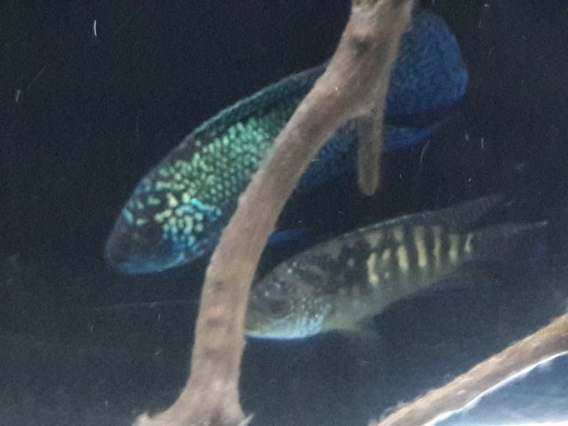 20171203_172004.jpg 20171203_172004.jpg