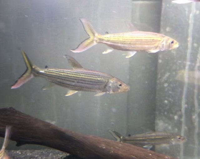 00E185F1-3566-4974-9AE2-538C65975EAE.jpeg 00E185F1-3566-4974-9AE2-538C65975EAE.jpeg