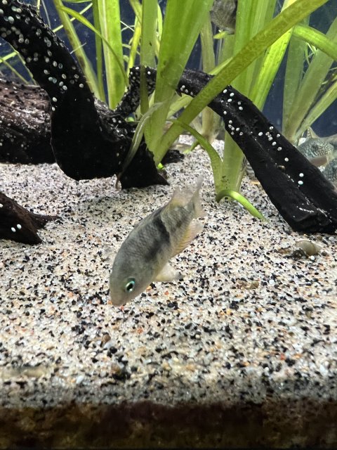 BEEDCA6B-9BAD-4D9C-BA18-12BFEA726A4B.jpeg BEEDCA6B-9BAD-4D9C-BA18-12BFEA726A4B.jpeg