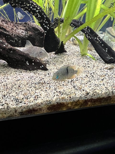 BBAC23D8-0424-445F-9F1E-A21A5CBE9749.jpeg BBAC23D8-0424-445F-9F1E-A21A5CBE9749.jpeg