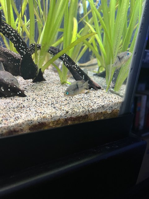 AAFE274D-BA9B-40EF-A5B1-71898D816064.jpeg AAFE274D-BA9B-40EF-A5B1-71898D816064.jpeg