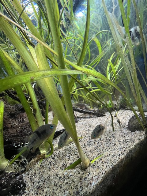 8E5861FB-3228-444E-8B3A-291B47B31152.jpeg 8E5861FB-3228-444E-8B3A-291B47B31152.jpeg