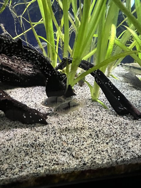 74C95048-A242-42A6-88E5-79CF4415B0FE.jpeg 74C95048-A242-42A6-88E5-79CF4415B0FE.jpeg