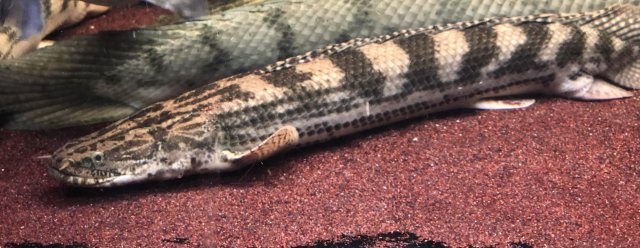 EAD4B8CD-CCC1-400A-BC04-8630B2AAA3F0.jpeg EAD4B8CD-CCC1-400A-BC04-8630B2AAA3F0.jpeg