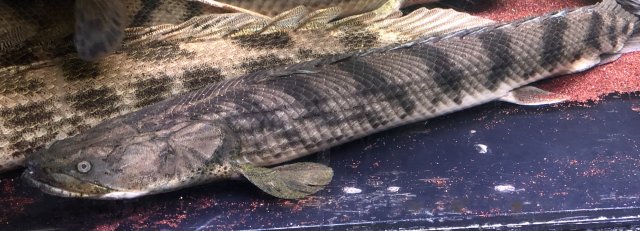 615BD06A-E61A-43B7-9115-F2080083570C.jpeg 615BD06A-E61A-43B7-9115-F2080083570C.jpeg