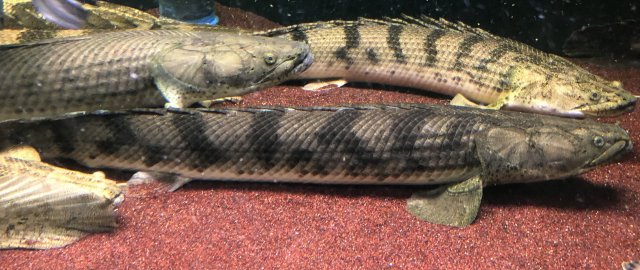 F80D17DD-470E-4D46-8232-74B81ADB0519.jpeg F80D17DD-470E-4D46-8232-74B81ADB0519.jpeg